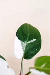 Philodendron white princess